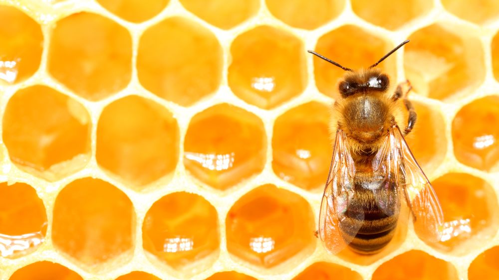 蜂の巣と蜜蜂