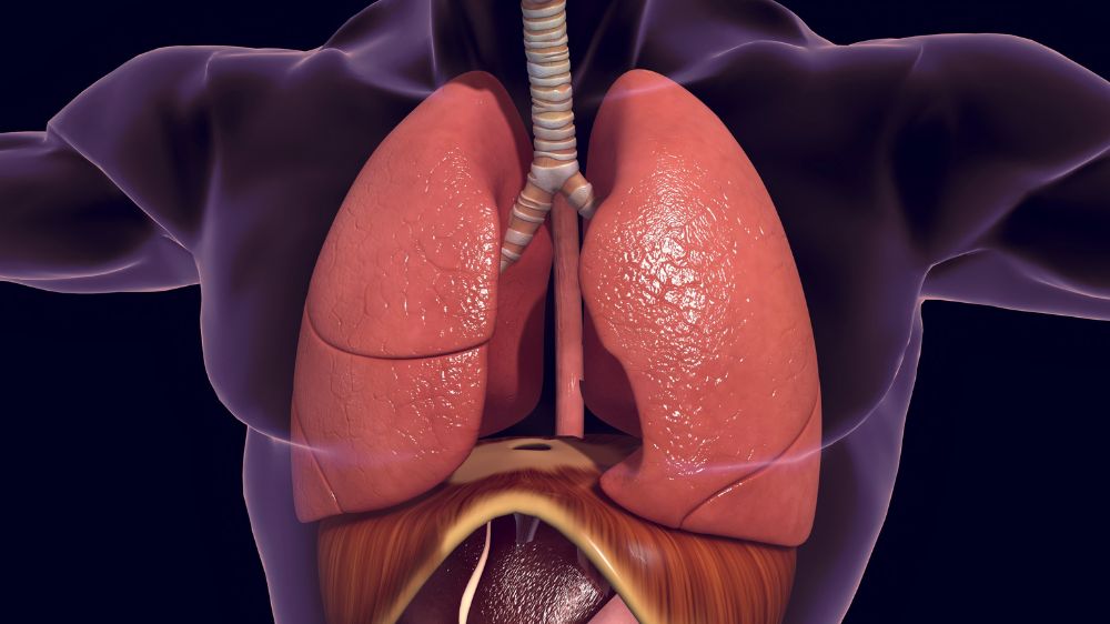 肺の3Dイラスト