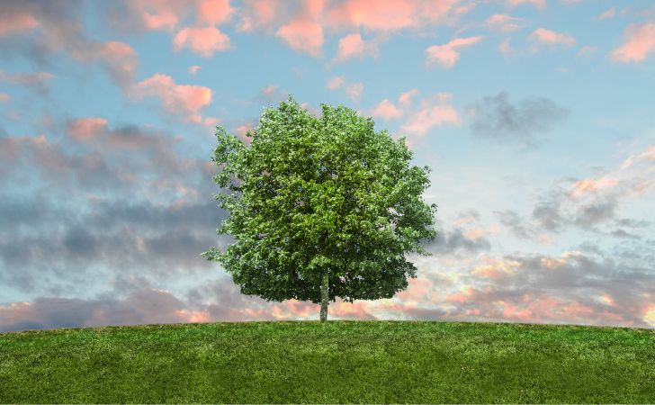 大きな木の画像