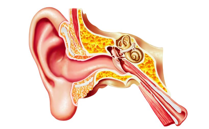 耳の解剖イラスト