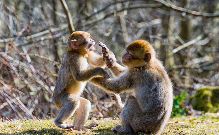 猿が遊んでいる様子