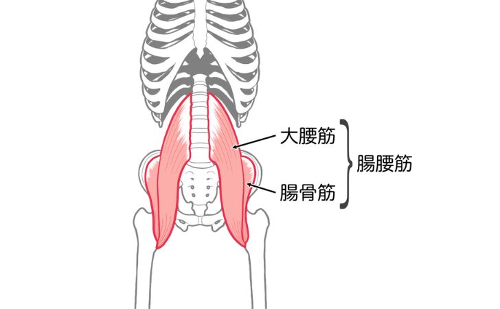 腸腰筋(大腰筋、腸骨筋)のイラスト