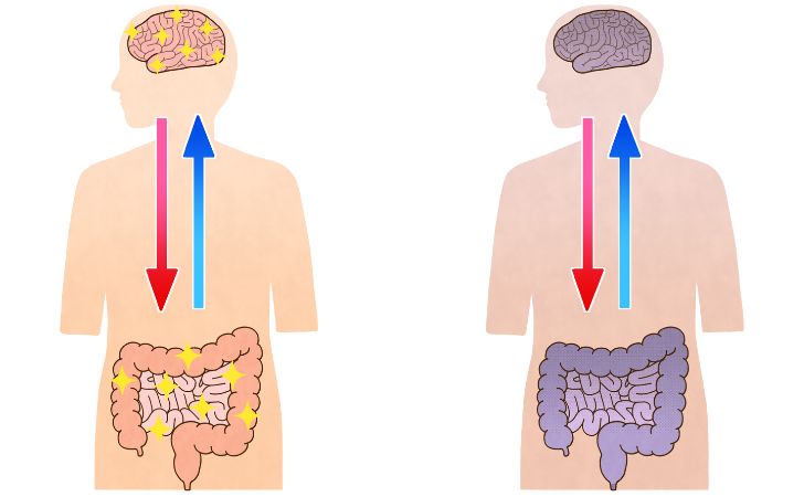 腸脳相関のイラスト