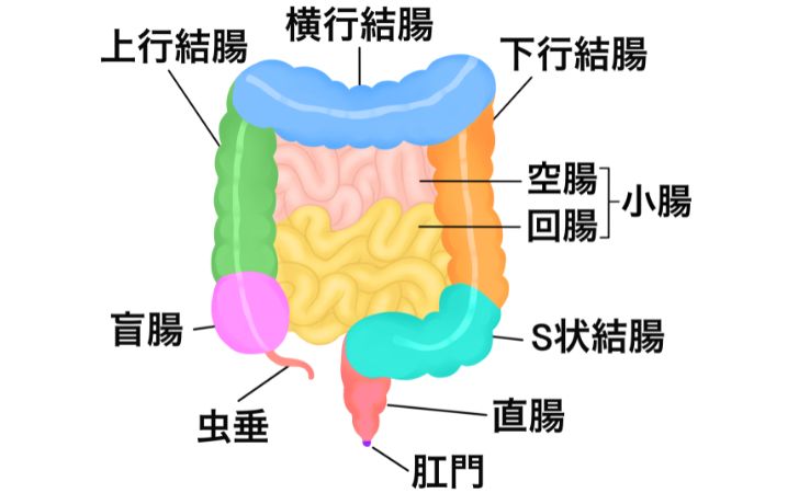 腸の名称