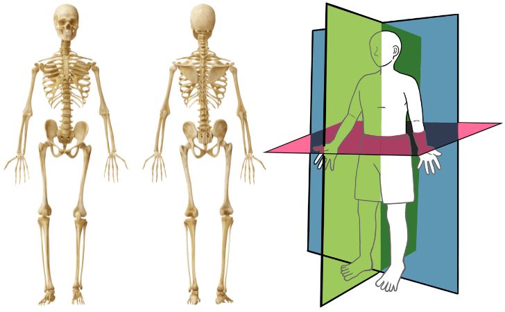 解剖学的肢位と3つの断面