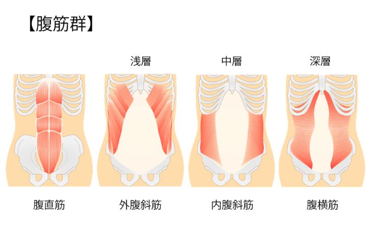 腹筋群（腹直筋、外腹斜筋、内腹斜筋、腹横筋）のイラスト