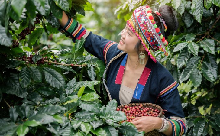 木の実を採集している部族女性