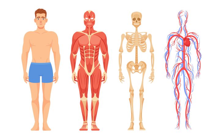 人体の外見、筋肉、骨、血管のイラスト