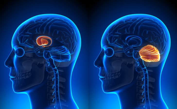 大脳基底核と小脳の3Dイラスト
